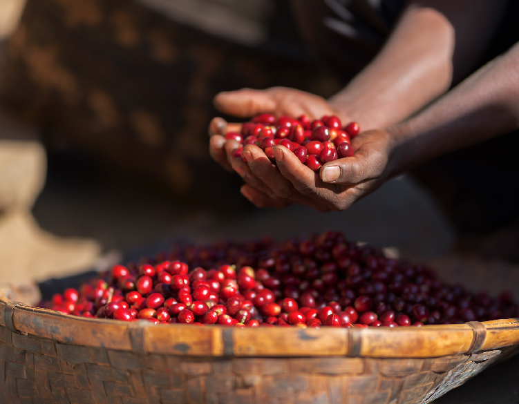 Sustainable Coffee Farming Is The Key To A Better Future