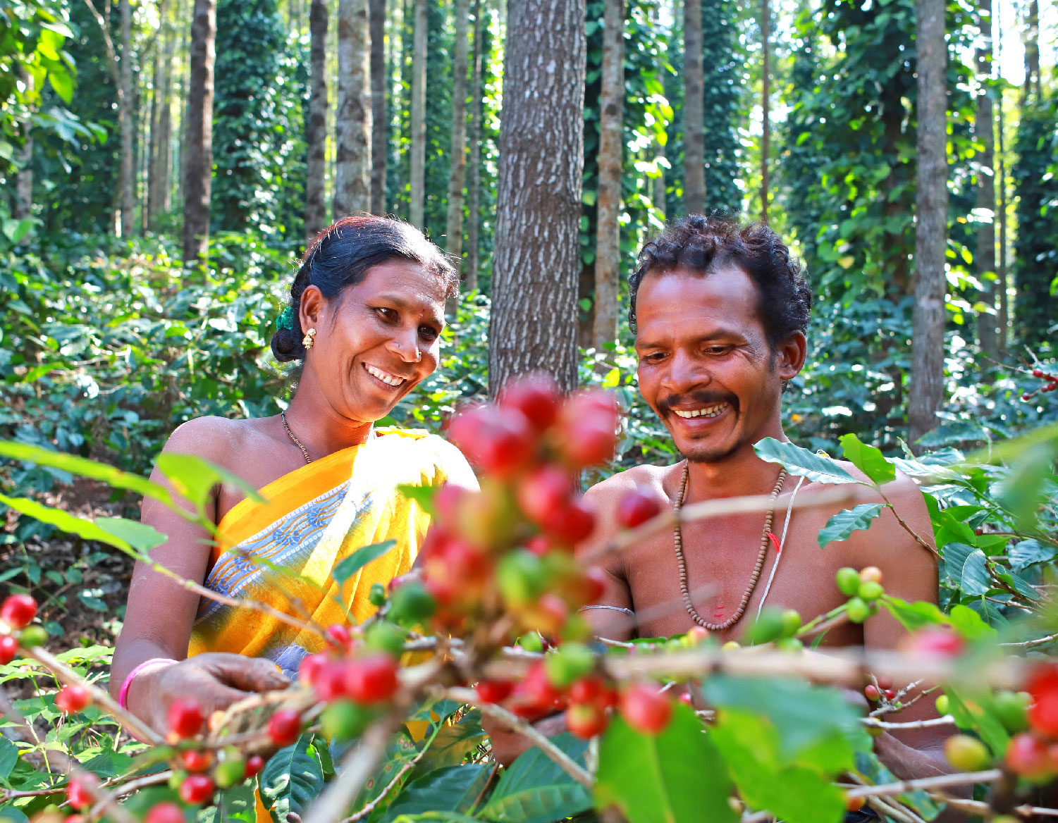 How coffee revived Araku Valley and its local farmers 